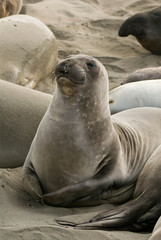 USA, CA, Piedras Blancas. Elephant seal (Mirounga angustirostris) rookery on central California coast. Elephant seals once hunted to near extinction in late 1800's.