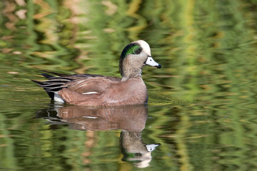 USA - California - San Diego County - American Wigeon