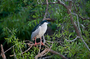 USA, Florida, Venice. Audubon Rookery, Black-crowned Night Heron, perched