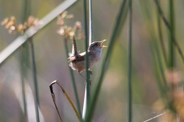 USA - California - San Diego County - Marsh Wren
