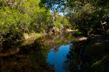 Fototapeta na wymiar USA, Florida, Sarasota, Myakka River State Park, Clay Gully