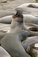 USA, CA, Piedras Blancas. Elephant seal (Mirounga angustirostris) rookery on central California coast. Elephant seals once hunted to near extinction in late 1800's.
