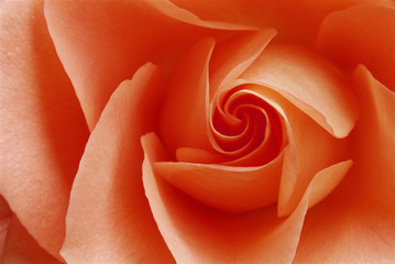 USA, Colorado, Lafayette. Peach rose close-up. Credit as: Marie Bush / Jaynes Gallery / DanitaDelimont.com