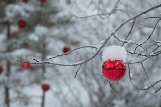 USA, Colorado. Fresh snowfall on trees and Christmas ornaments. 
