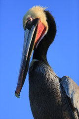 Shelter Island, San Diego, California. Pelican with large eyes bows its head and long beak towards its body