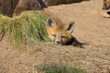 USA, Colorado, Breckenridge. Alert red fox kit. 