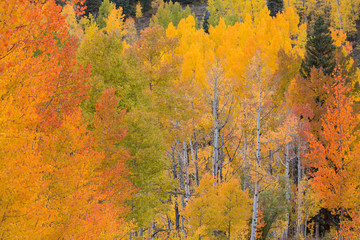 USA, Colorado, San Juan Mountains. Aspens in autumn. 