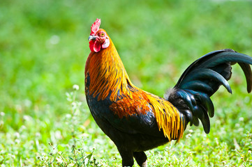 USA, Florida, Immokalee, domestic Black Copper Marans