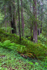 Redwood Trees in Morning Fog with Sunrays