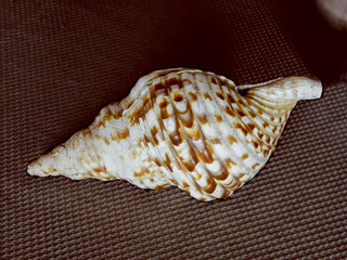 Closeup of shell brown white swirls 