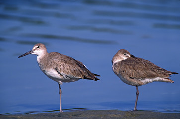 North America, USA, Florida, Sanibel Island, Ding Darling National Wildlife Refuge. A pair of Willets (Tringa semipalmata) resting
