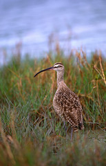 North America, USA, Florida, Fort De Soto Park. Portrait of a Whimbrel (Numenius phaeopus)
