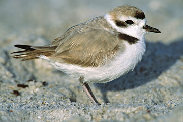 North America, USA, Florida, Sanibel Island. Close-up of a Snowy Plover (Charadrius alexandrinus), a small shorebird