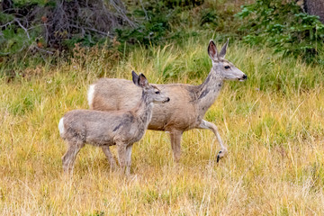 Naklejka na ściany i meble USA, Colorado, Cameron Pass. Mule deer doe with fawn. 