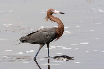 USA - Florida - Reddish Egret at Merritt Island National Wildlife Refuge