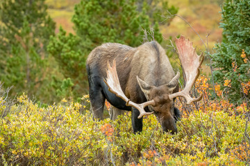 USA, Colorado, Cameron Pass. Bull moose with antlers. 