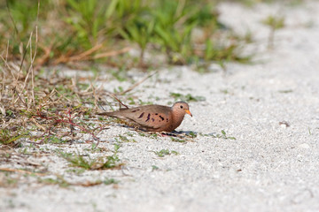 USA - Florida - Common Ground-Dove at Fort De Soto County Park