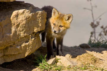 USA, Colorado, Breckenridge. Curious young red fox. 