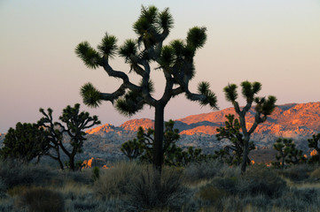 Fototapeta na wymiar Joshua Trees, sunset, Joshua Tree National Park, California.