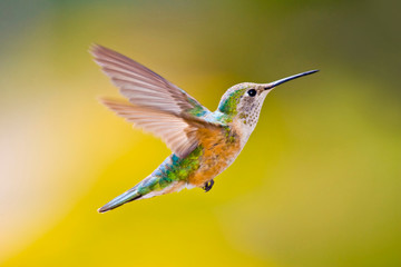 Fototapeta na wymiar USA, Colorado, Summit County, Heeney. Side view close-up of female rufous hummingbird in flight. 