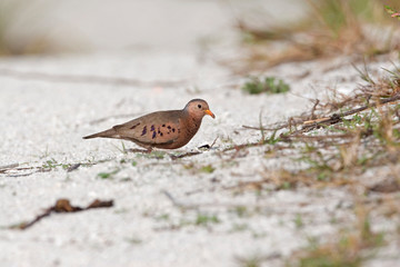 USA - Florida - Common Ground-Dove at Fort De Soto County Park