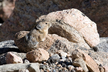 North America - USA - Colorado - Rocky Mountains - Mount Evans. Pika - ochotona princeps.