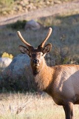 North America - USA - Colorado - Rocky Mountain National Park. Wapiti (American elk) - Cervus elaphus nelsoni