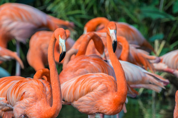 USA, Florida, Orlando, Pink Flamingos, Gatorland.