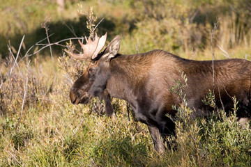 North America - USA - Colorado - Rocky Mountain National Park. Bull moose - alces alces.