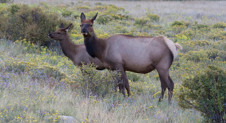 Naklejka na ściany i meble North America - USA - Colorado - Rocky Mountain National Park. Wapiti (American elk) - Cervus elaphus nelsoni