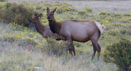 Obraz premium North America - USA - Colorado - Rocky Mountain National Park. Wapiti (American elk) - Cervus elaphus nelsoni