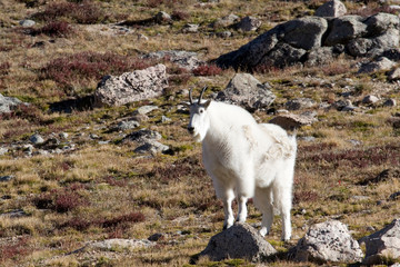 Obraz na płótnie Canvas North America - USA - Colorado - Rocky Mountains - Mount Evans. Mountain goat - oreamnos americanus.