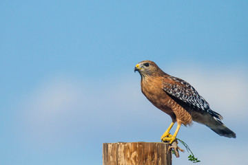 USA, California, La Mesa. Red-shouldered hawk (Buteo lineatus)