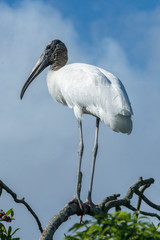 USA, Florida, Orlando, Wood Stork