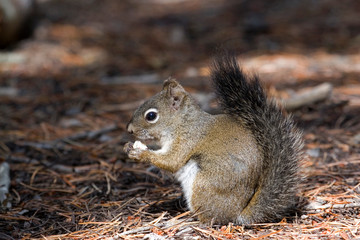 Naklejka na ściany i meble North America - USA - Colorado - Rocky Mountain National Park. Red squirrel.