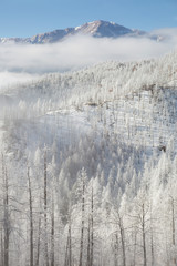 USA, Colorado. Hoarfrost coats the trees of Pike National Forest. 