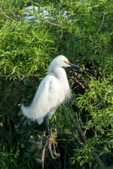 USA, Florida, Orlando, Snowy Egret, Gatorland.