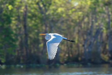 USA, Florida, Orange City, St. Johns River, Blue Spring State Park, Egret flying.
