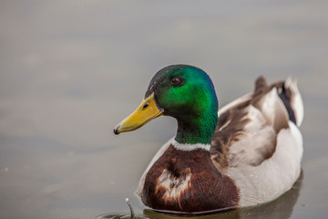A Drake Mallard afloat in the waters of Lake Murray, San Diego California.