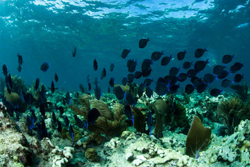 A school of blue tangs swims above a coral reef in the clear blue waters of Looe Key Reef, Florida Keys