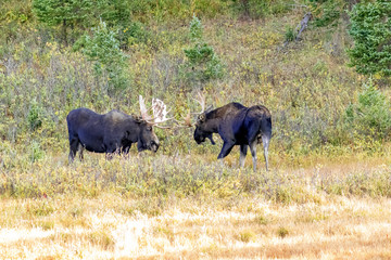 USA, Colorado, Cameron Pass. Two bull moose dueling. 