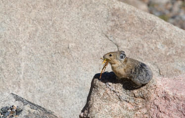North America - USA - Colorado - Rocky Mountains - Mount Evans. Pika - ochotona princeps.
