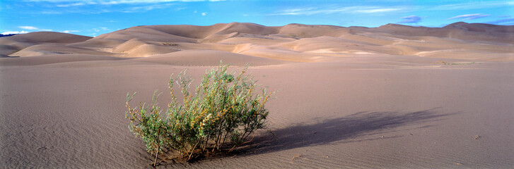 USA, Colorado, Great Sand Dunes NM. A desert willow struggles to exist at the Great Sand Dunes NM,...