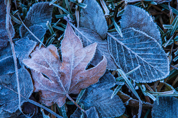 USA, California, Yosemite National Park. Fallen oak leaf in morning frost