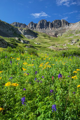 USA, Colorado, San Juan Mountains. Wildflowers in American Basin valley. 