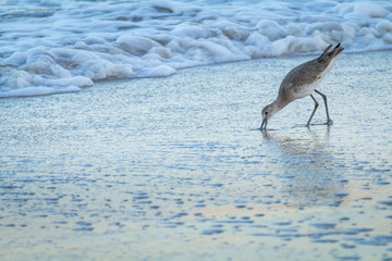 USA, Florida. A willet digs in the sand for food in the surf zone.