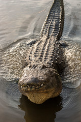 USA, Florida, Orlando, alligator doing water dance at Gatorland.