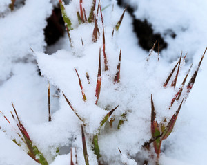 Grasses, First snow to October, Continental Divide, Rabbit Ears pass, Colorado, USA