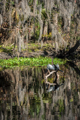 USA, Florida, Orange City, St. Johns River, Blue Spring State Park, Anhinga.