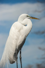 USA, Florida, Orlando, Great Egret, Gatorland.